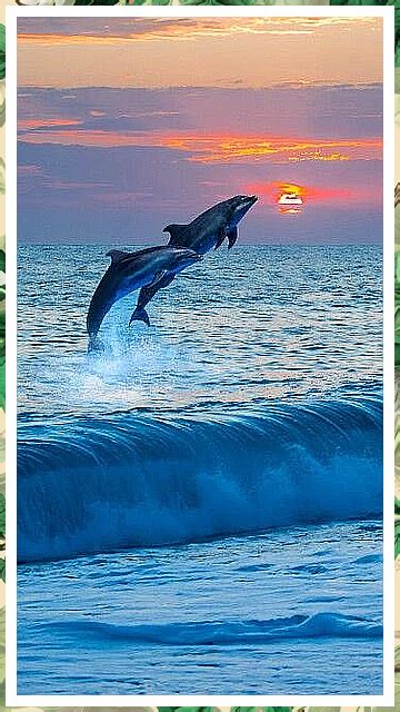 Ocean Wallpaper - Dolphin Images and Nature Pictures