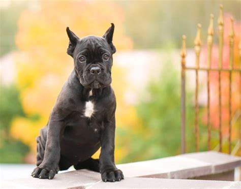 Cane Corso Dog Breed Everything About Cane Corsos