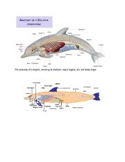 anatomy  dolphin