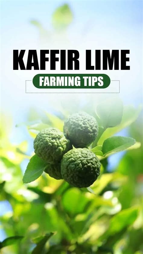 Kaffir Lime Farming Essential Tips And Techniques