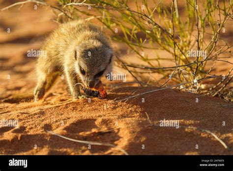 Meerkat baby eating a scorpion (Suricata suricatta). Kalahari, South ...