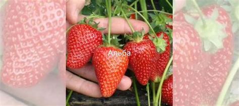 Рассада Клубники Альба, Азия купить в Гвардейске | Товары для дома и ...