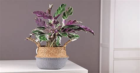 Calathea White Fusion - GIY Plants
