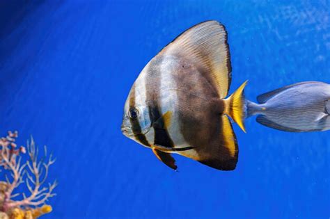 Premium Photo Underwater Shot Of Fish Platax Orbicularis