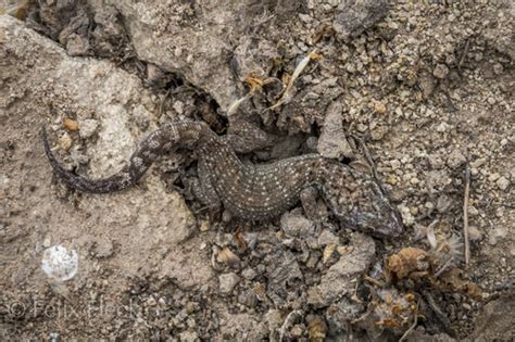 Phyllodactylus Leoni Naturalista Mexico