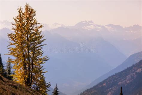 Larch Stock Photo Image Of October Hiker Hiking Season 257988302