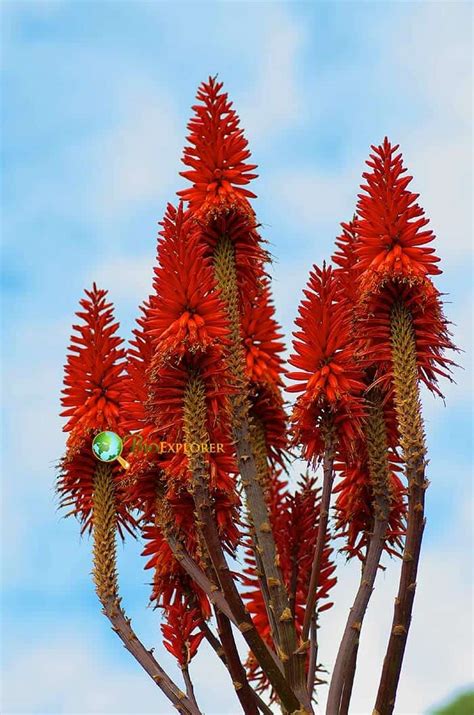 Aloe Succotrina Flower Mountain Aloe Zanzibar Aloe Turkish Aloe
