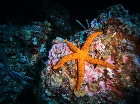 starfish wallpapers wallpaperscom