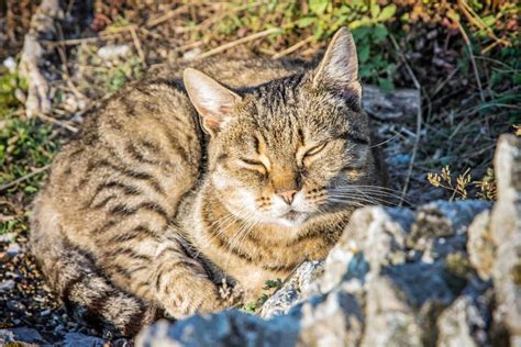 domestic cat  nature stock photo image  domestic