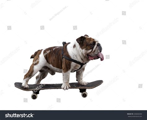 Skateboarding Dog Stock Photo 266846303 Shutterstock