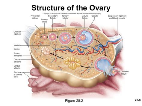 Ovary Anatomy And Physiology 