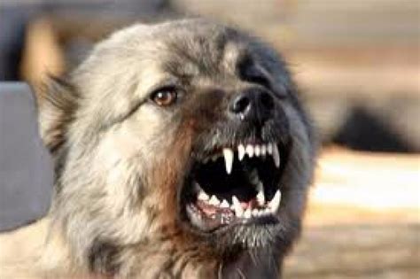 Стая собак - Истории из реальной жизни