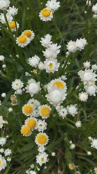 Аммобиум: веточка на семена!!! - YouTube