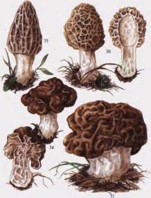 / /Таблица 5. 30 — сморчок обыкновенный; 31 — строчок большой; 34 ...