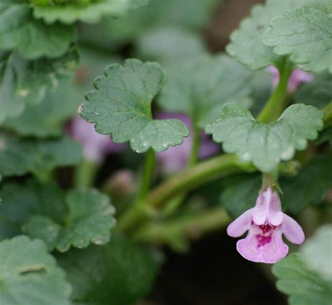 Bio Gundermann Gundelrebe Glechoma Hederacea Kaufen Naturkr Utergarten