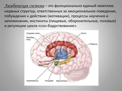 Лимбическая система - презентация онлайн