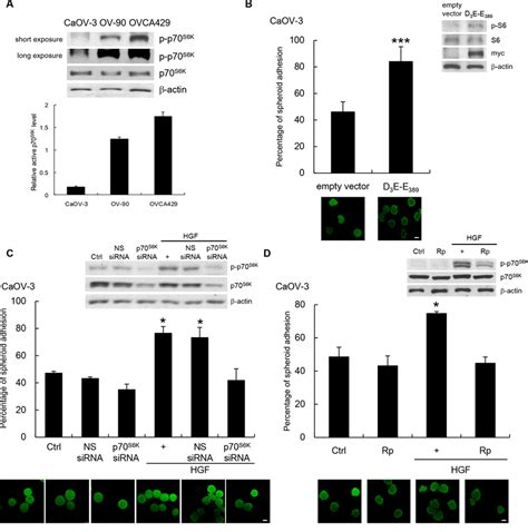 p70 S6K activation promotes cancer spheroid adhesion to human ...