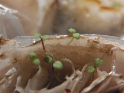 Рискнула и посеяла дорогие дражированные семена петунии без земли на ...