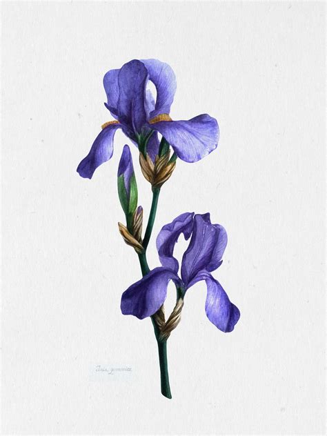 Ирис картинка - 80 фото