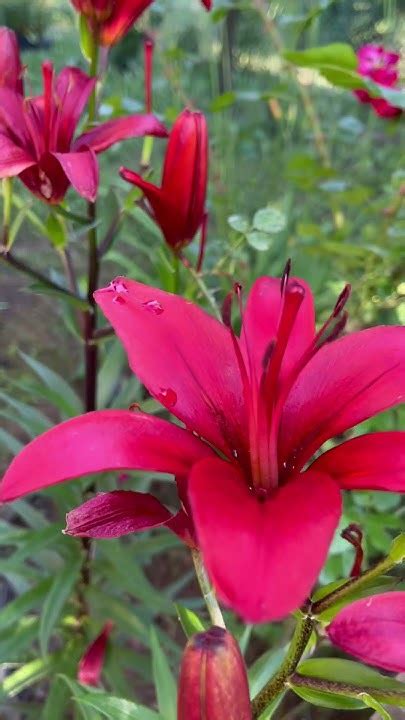 Лилия Кармин Диамонд - невероятная красота. - YouTube