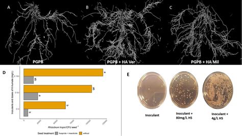 Frontiers Humic Substances In Combination With Plant Growth Promoting