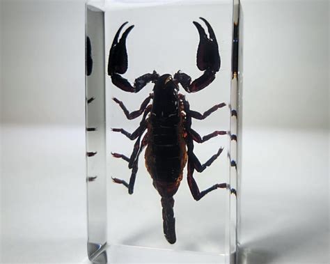 Forest Scorpion in Resin, Heterometrus spinifer - Insects In Resin