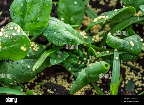 Millet To Protect Against Ants And Aphids Affected By Diseased Spinach
