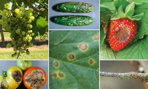 Антракноз: фото и описание болезни, чем и как лечить растения | Дела ...