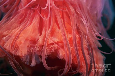 Lion S Mane Jellyfish Photograph By Alexander Semenov Science Photo