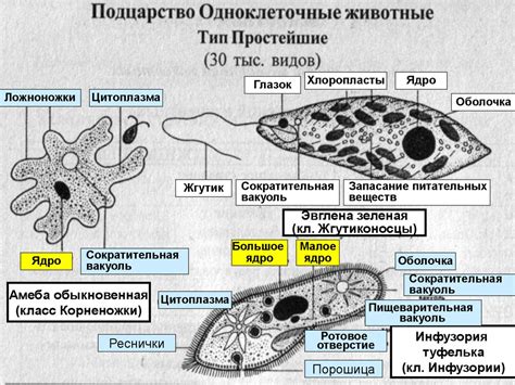 Подготовка к ОГЭ. Лернер-2016 В-1 - презентация онлайн