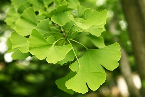 Ginkgo Biloba - Pictures