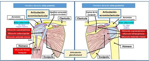 Articulaci N Acromioclavicular Dolopedia