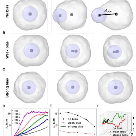 nuclear transport  cell migration   cell migration snapshots