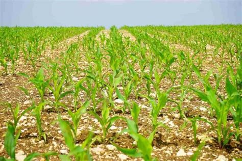 Maize Seed Germination (Corn), Time Period, Procedure | Agri Farming