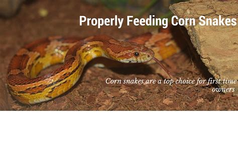 Corn Snake Diet - Feeding Corn Snakes Frozen Feeders