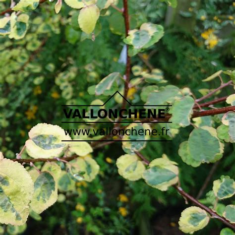 CERCIDIPHYLLUM japonicum 'Chameleon' - Katsura
