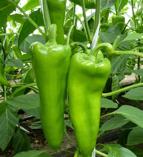 Zelenika F1 - Paprika - Orosco