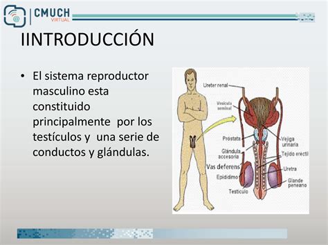 Solution Anatom A Y Fisiolog A Del Sistema Reproductor Masculino