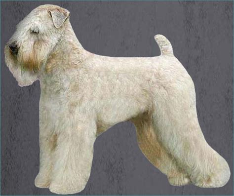 Soft Coated Wheaten Terrier Grooming