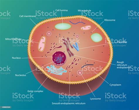 셀 인간의 세포에 대한 스톡 벡터 아트 및 기타 이미지 인간의 세포 미토콘드리아 리소좀 Istock