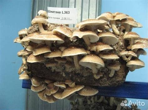 Рассада деликатесных грибов купить в Красноярске | Товары для дома и ...