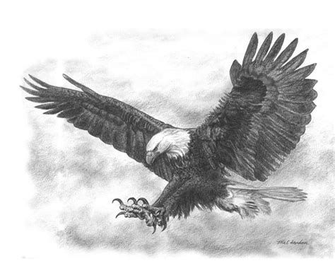 eagle sketch | ://www.zazzle.com/bald_eagle_pencil_drawing_poster