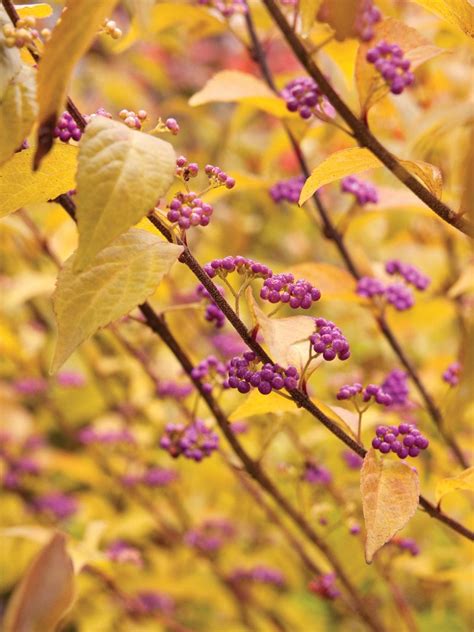 Early Amethyst Beautyberry Callicarpa Dichotoma Heyden S Gardens