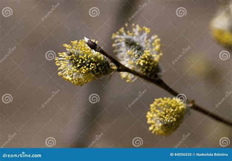 Pussy Willow In The Spring Stock Photo Image Of April 84056520