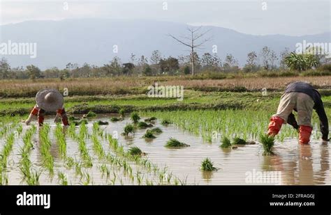 Traditional Farmer Stock Videos And Footage Hd And 4k Video Clips Alamy