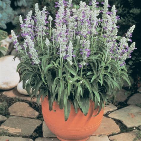 Сальвия мучнистая Страта, р7(г)