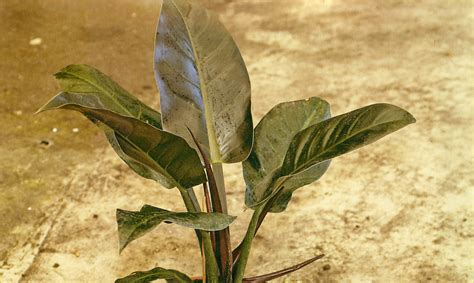 Филодендрон двоякоперистый (60 фото) - фото - картинки и рисунки ...