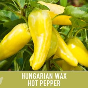 Hungarian Wax Hot Pepper Heirloom Seeds Etsy