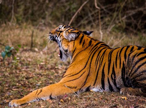 Portrait Of A Female Tiger Pixahive