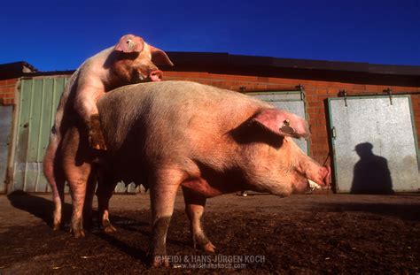 Domestic Pig Sus Scrofa F Domestica Mating On A Farm Under